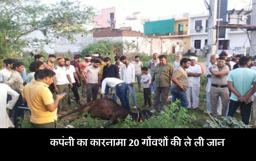फैक्टरी के बाहर दूषित पानी पीने से 20 गायों की मौत, इतना ही कई गायों का उपचार जारी हैं। गोंवशो की मौत गोपालक बेहोश हो गया हैं
