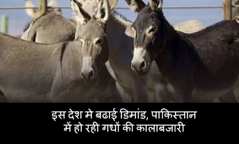 Donkey Demand: इस देश मे बढाई डिमांड, पाकिस्तान में हो रही गधों की कालाबजारी, जानिए पूरा मामला