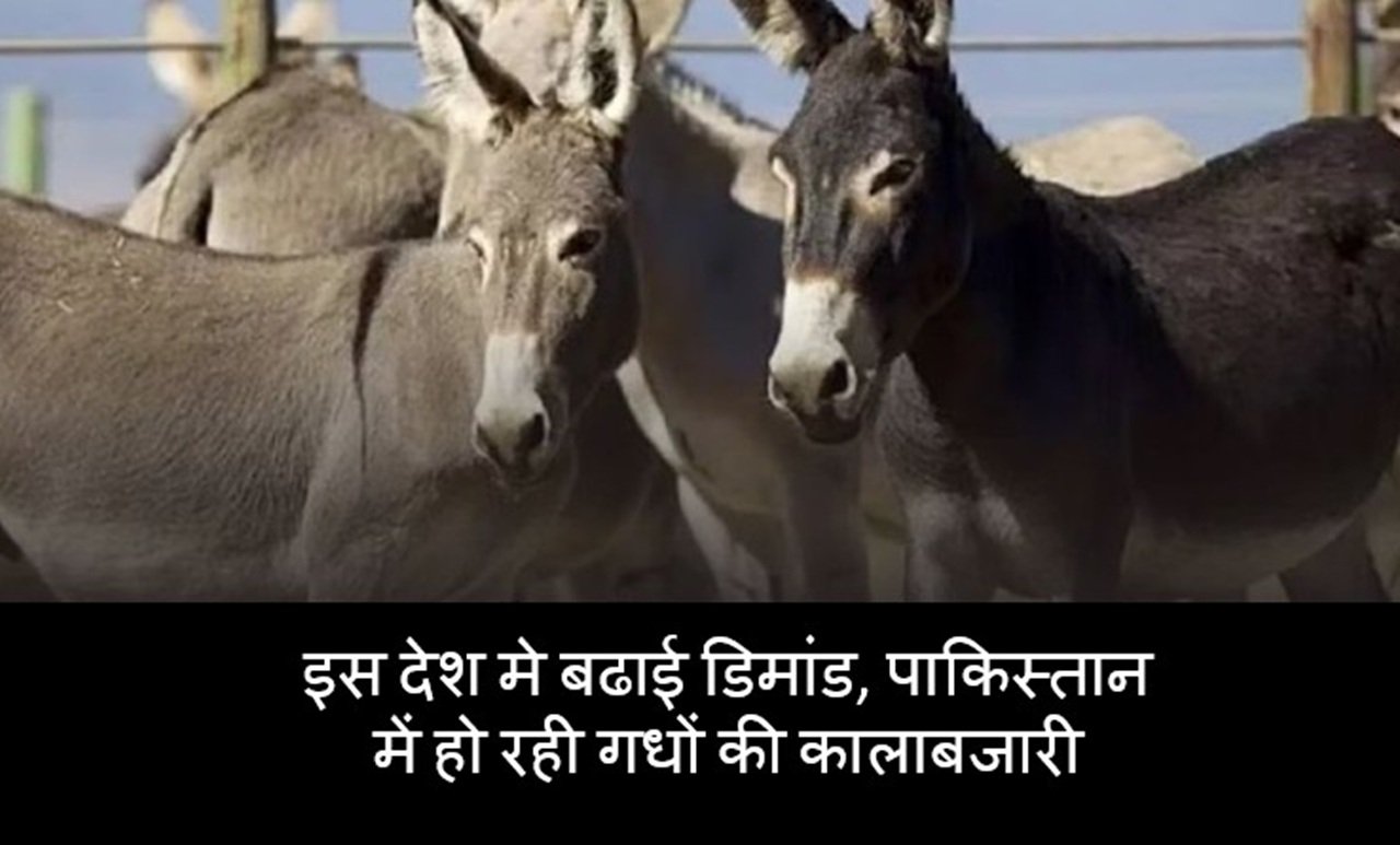 Donkey Demand: इस देश मे बढाई डिमांड, पाकिस्तान में हो रही गधों की कालाबजारी, जानिए पूरा मामला