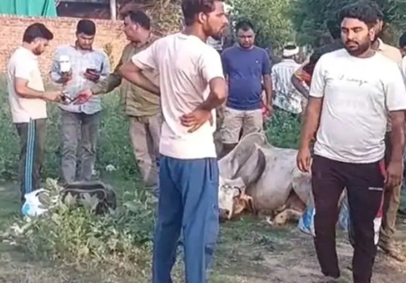 दिल्ली जयपुर हाईवे पर स्थापित एक कंपनी की ओर से छोडे जा रहे केमिकल युक्त पानी के पीने से 14 गायों की मौत हो गई