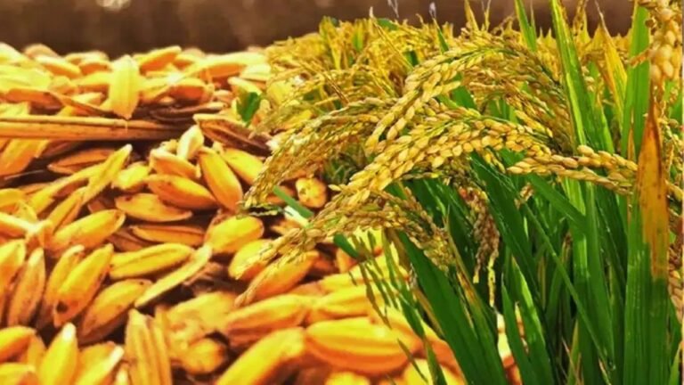 Haryana News: फसल अवशेष से बनेगा उद्योग का भविष्य, 15 जुलाई तक खुला है सुनहरा आवेदन मौका