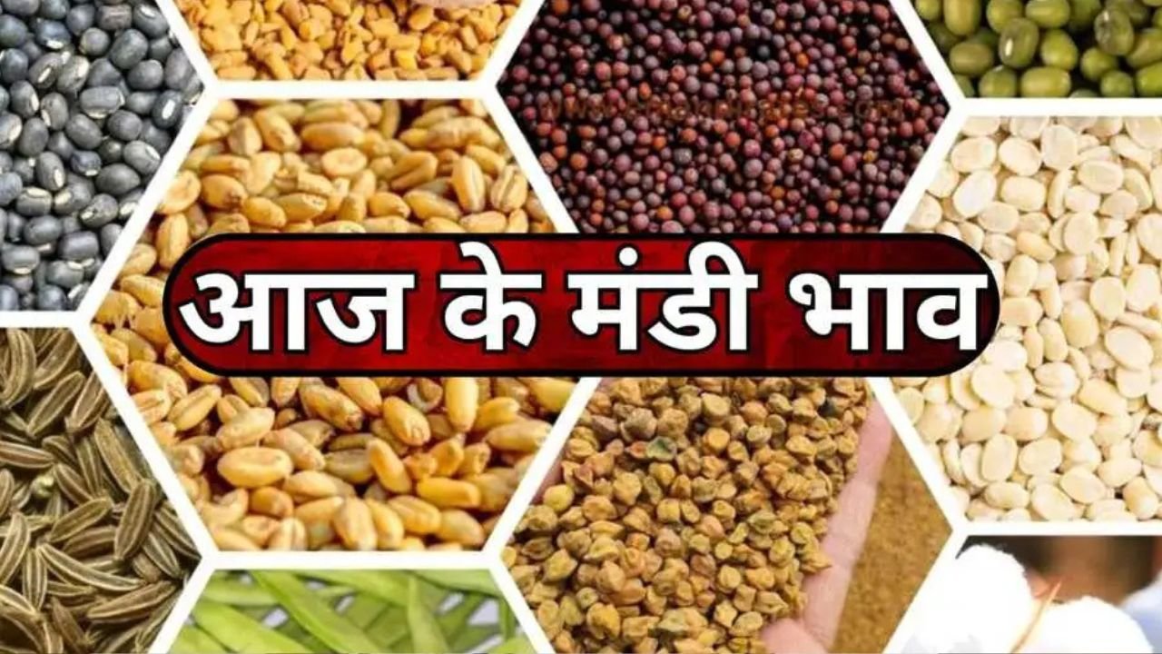 Haryana Mandi Bhav: बारिश के बीच सिरसा मंडी में नरमा ने पकड़ी रफ्तार, जानिए 9 फसलों के ताज़ा भाव