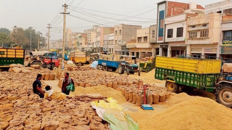 Sirsa Mandi Bhav: सिरसा मंडी में कपास ने पकड़ी रफ्तार! फसलें दे रहीं उम्मीद, जानिए पूरी लिस्ट