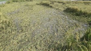 Haryana: बरसात बनी किसानों की मुसीबत, खेतों में भरे पानी से फसलें बर्बादी की कगार पर