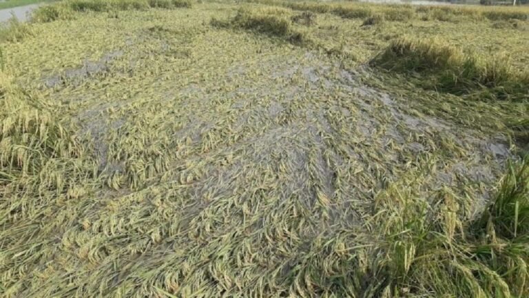 Haryana: बरसात बनी किसानों की मुसीबत, खेतों में भरे पानी से फसलें बर्बादी की कगार पर
