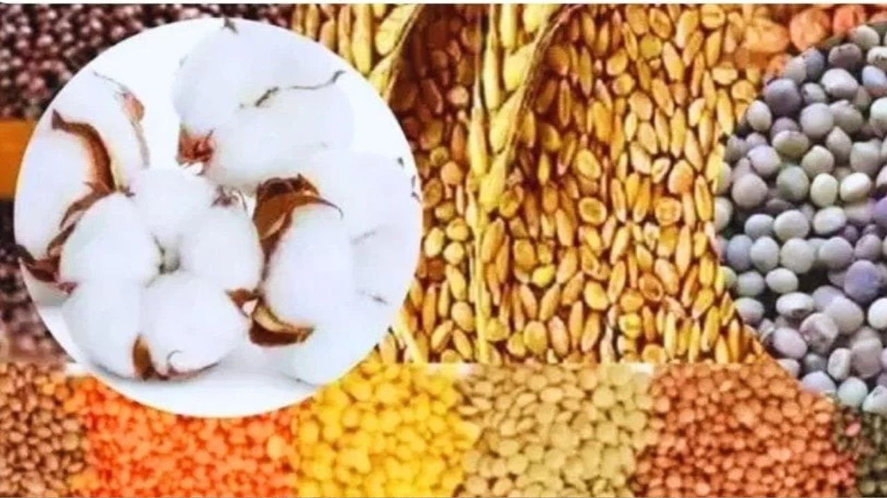 Haryana: सिरसा मंडी में सरसों ने मचाया तहलका, मूंग और चना भी किसानों को दे रहे हैं बड़ी राहत