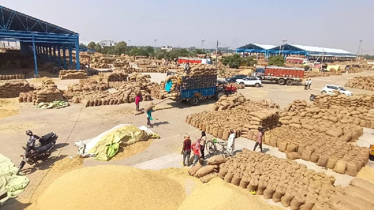 Haryana में 22 सितंबर से पीआर धान MSP पर सरकारी खरीद शुरू, किसानों को मिलेगा लाभकारी सौदा