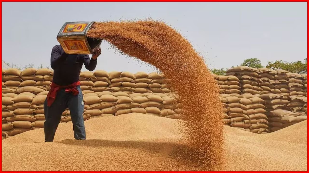 Haryana के किसानों के लिए बड़ी खुशखबरी! WH 1309 गेहूं की नई गर्मी-प्रतिरोधी और देर बिजाई अनुकूल किस्म लॉन्च