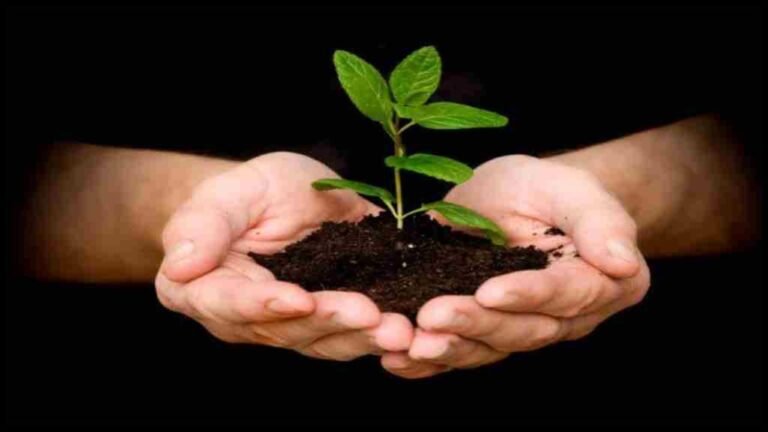 Haryana News: कटे पेड़ों की भरपाई के लिए गुरुग्राम में लगाए जाएंगे 18 हजार पौधे, जानें पूरा प्लान