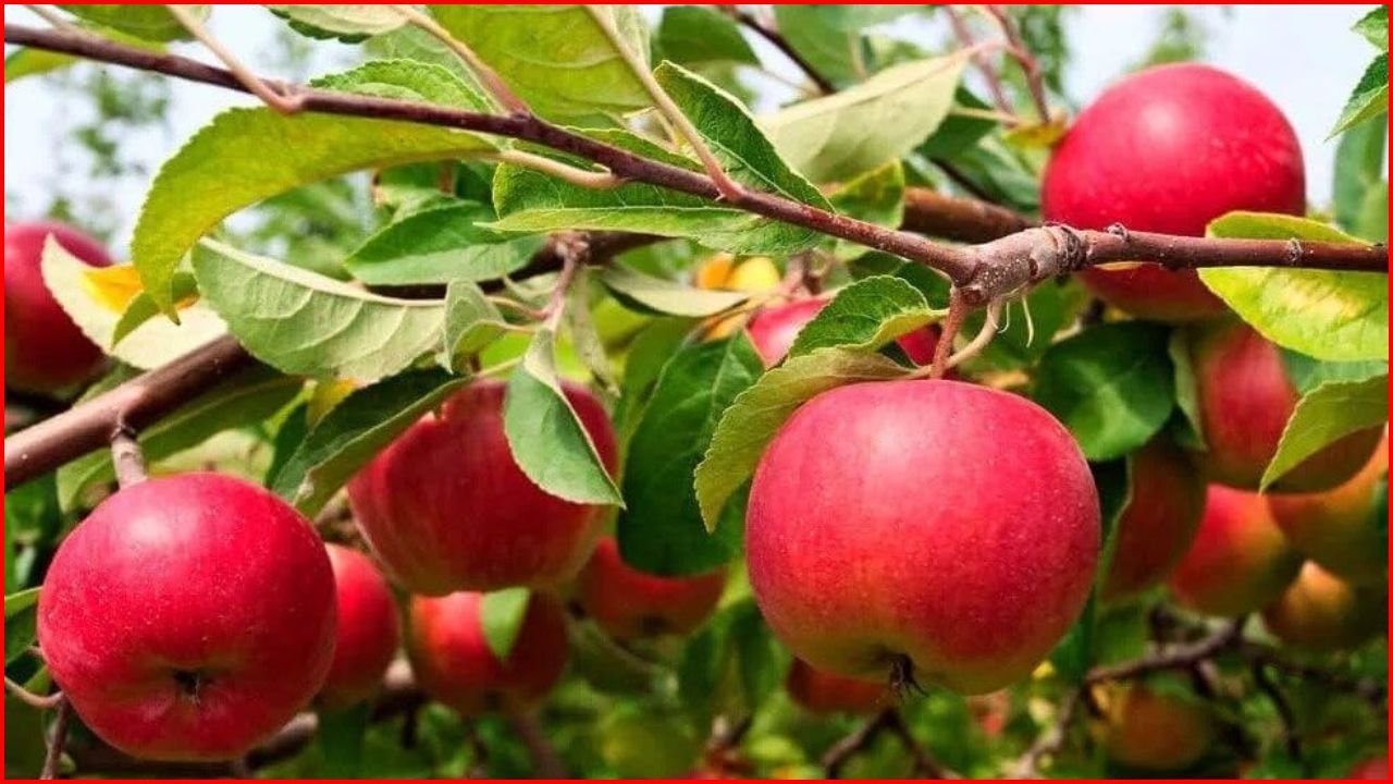 Haryana News: हरियाणा में सेब के दाम 30% बढ़े, नवरात्र और खराब सड़कों ने ग्राहकों की जेबों पर डाला भारी बोझ