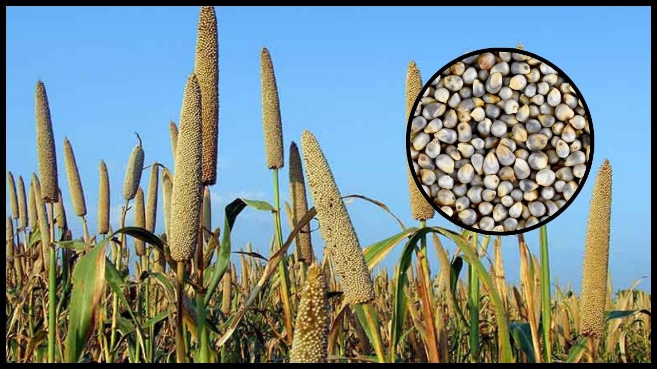 Haryana News: नूंह जिले के किसानों के लिए बड़ी खबर, बाजरे की फसल सरकारी खरीद से बाहर