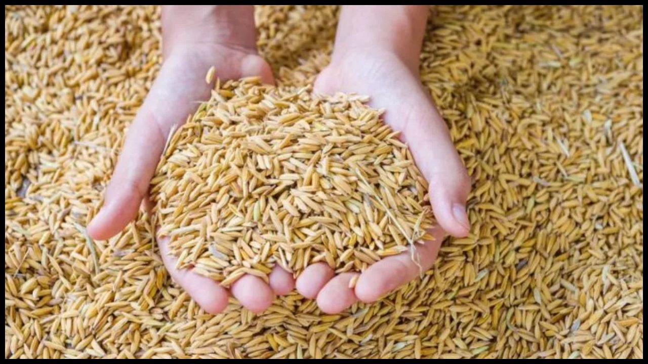 Haryana News: हरियाणा सरकार और राइस मिलर्स का विवाद खत्म, बैंक गारंटी 15 नवंबर तक जमा करना अनिवार्य