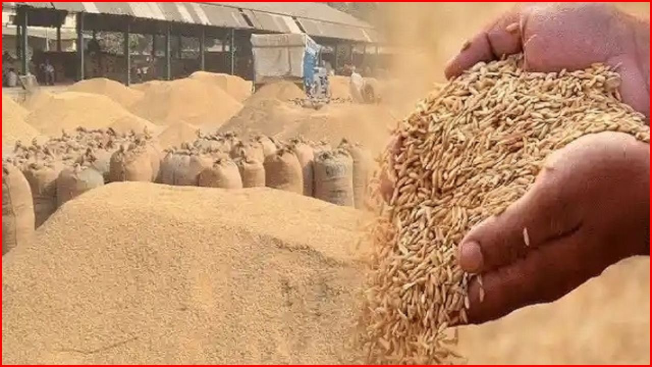 Haryana News: हरियाणा किसानों के लिए खुशखबरी! अब समय से पहले शुरू होगी धान की खरीद