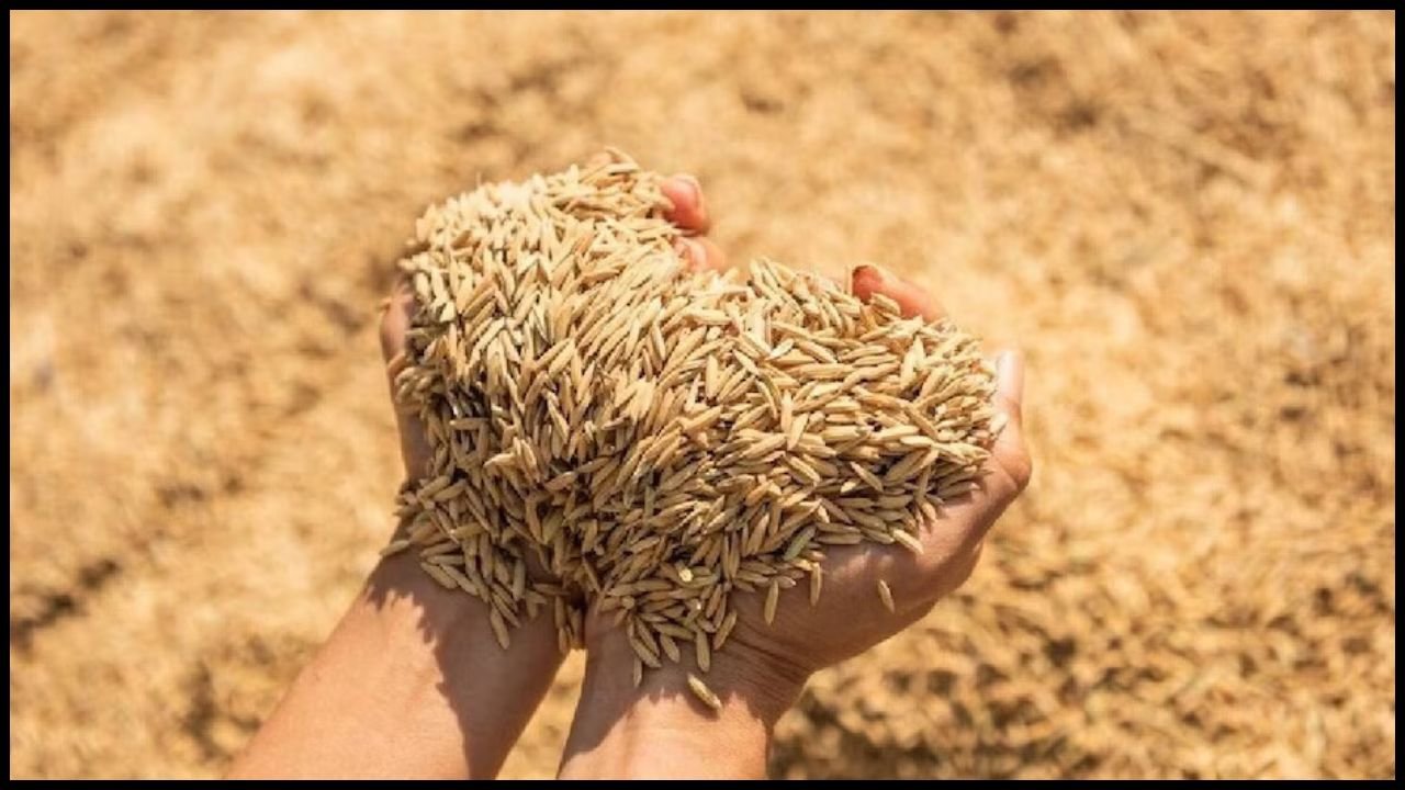 Haryana News: हरियाणा सरकार का बड़ा कदम! धान खरीद प्रक्रिया में तेजी, मिलर्स अब खुद उठा सकेंगे धान