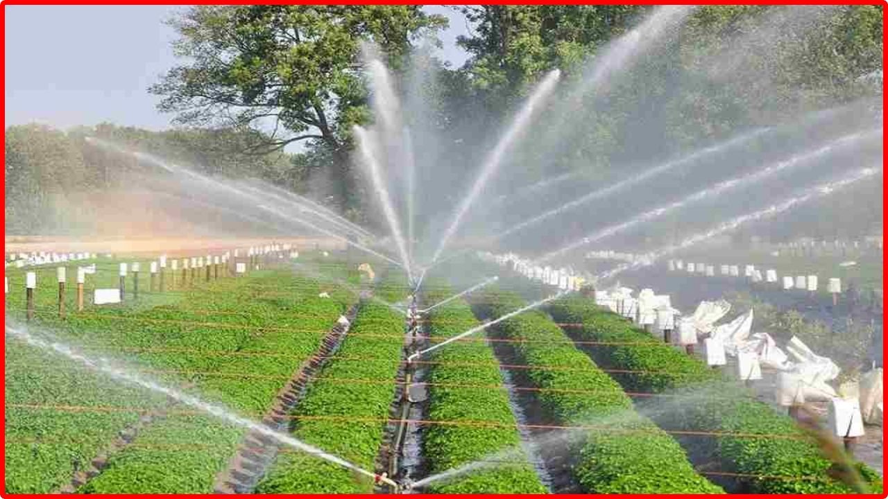 Haryana News: हरियाणा का नया सिंचाई प्रोजेक्ट, महेंद्रगढ़ में सोलर बेस माइक्रो स्पेश प्रोजेक्ट से किसानों को मिलेगा सस्ता नहरी पानी