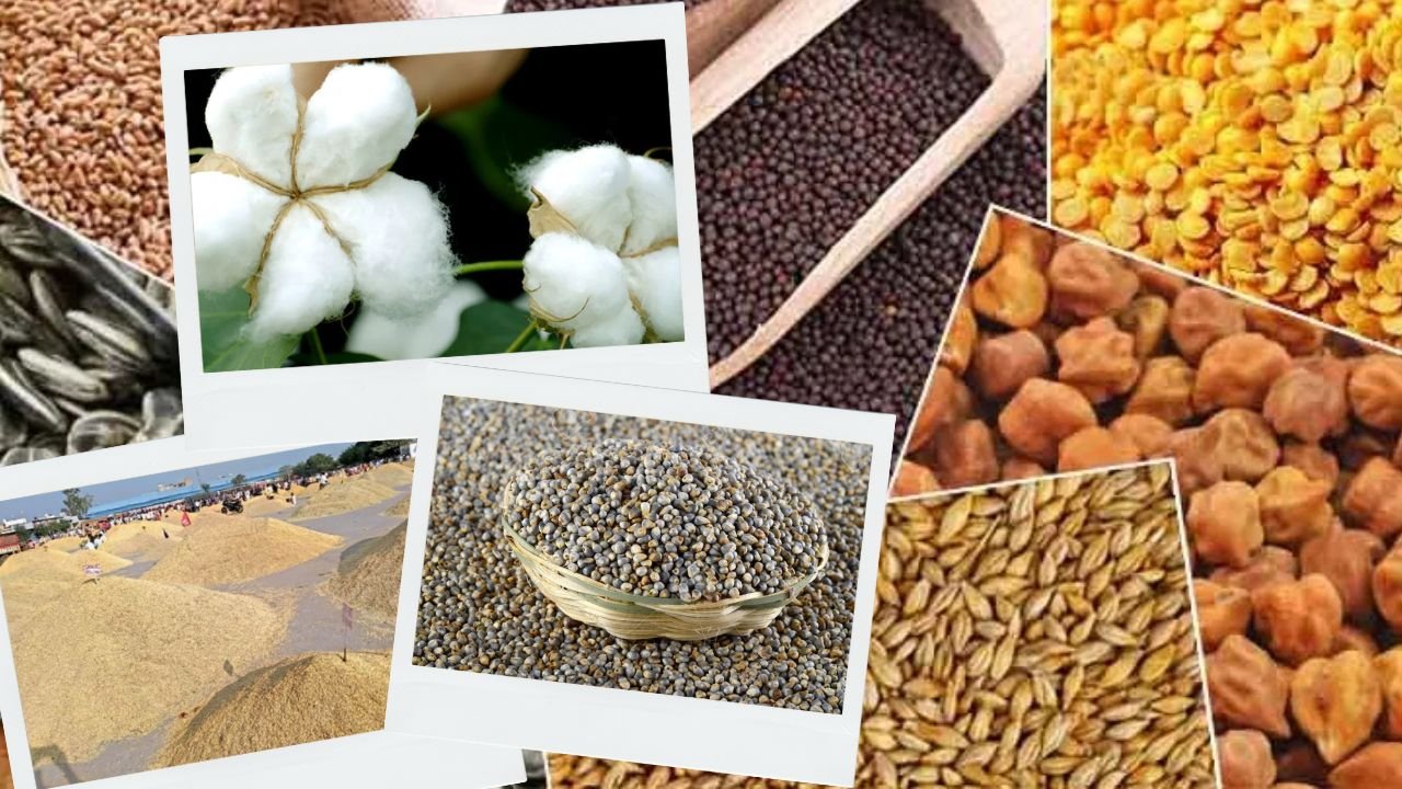 Haryana News: हरियाणा की मंडियों में खरीफ फसलों की खरीद शुरू, धान और बाजरे के भाव किसानों के लिए राहत या चुनौती