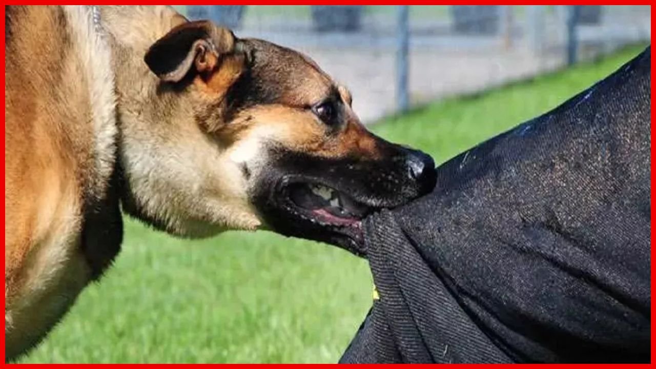 Haryana में कुत्तों के काटने पर अब मिलेगा मुआवजा, जानें राशि और आवेदन का तरीका