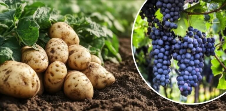 Agriculture News: अंगूर और आलू में फफूंदी से मिलेगी छुट्टी, कॉर्टेवा एग्रीसाइंस की नई दवा Zorvec Entecta किसानों के लिए बनी वरदान