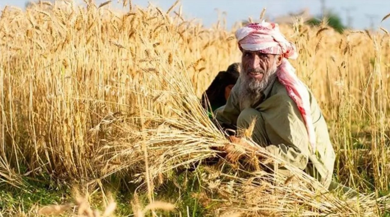 Haryana News: किसानों को नवरात्रि पर तोहफ़ा, गेहूं बीज पर मिलेगी अब इतने रूपए की सब्सिडी