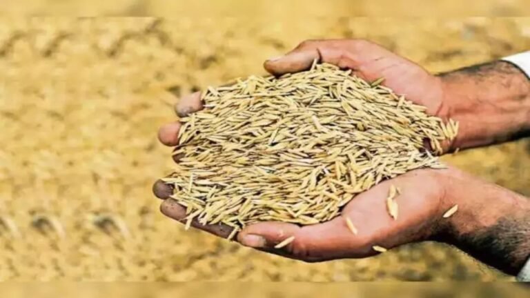 Hayana: सरकार की PR धान खरीद में देरी, एजेंसी आई लेकिन मिल मालिकों के साथ समझौता नहीं हो पाया, किसान परेशान