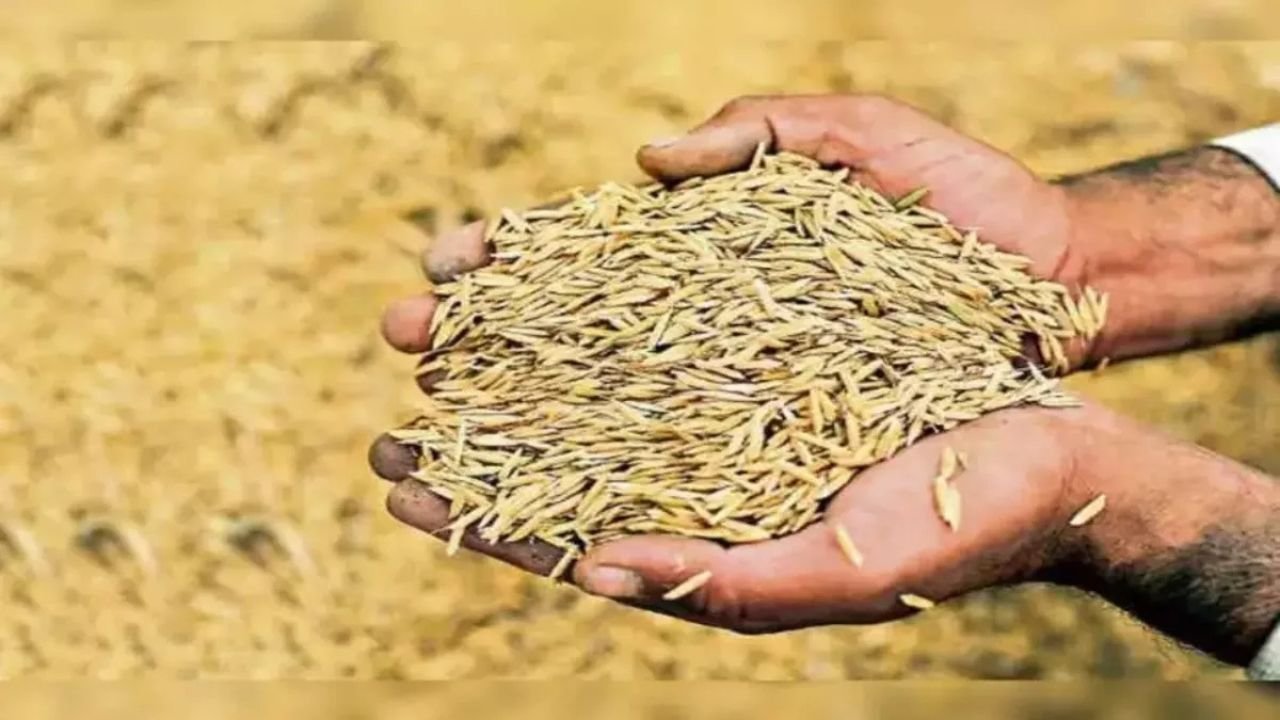 Hayana: सरकार की PR धान खरीद में देरी, एजेंसी आई लेकिन मिल मालिकों के साथ समझौता नहीं हो पाया, किसान परेशान