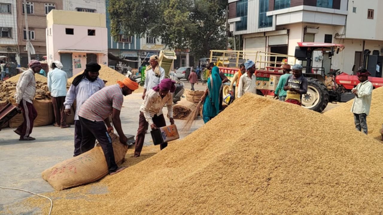 Jind रोड पर पके धान की व्यवस्था बदली, किसान अब समय पर लाएं अनाज वरना उठाने में होगा संकट!