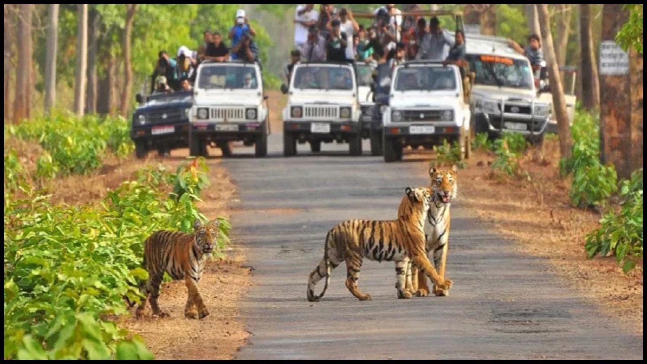 Haryana News: पर्यटकों के लिए खास मौका! मानसून के बाद कलेसर नेशनल पार्क में जंगल सफारी शुरू, 1-7 अक्टूबर तक होगी फ्री एंट्री