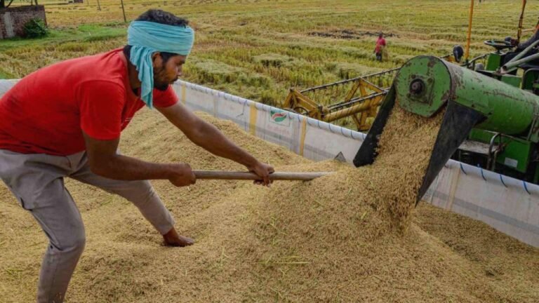 Haryana News: सोनीपत मंडियों में 1121 बासमती धान की पहली आवक, भाव सुन किसानों में खुशी और उम्मीदों की लहर