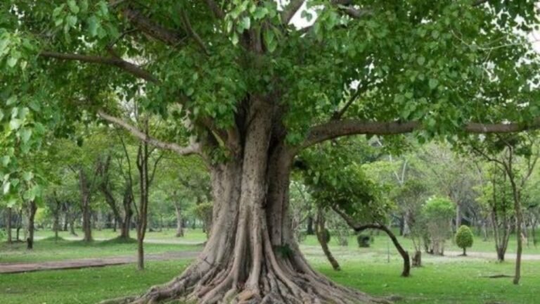 Haryana News: हरियाणा में अब पेड़ काटने से पहले वन विभाग की अनुमति अनिवार्य, 7 पेड़ों की छूट के साथ नए नियम लागू