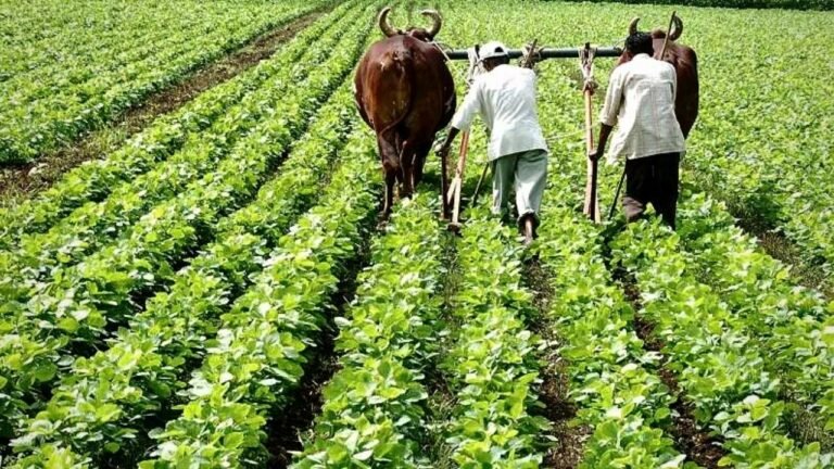 Haryana News: हरियाणा सरकार का बड़ा कदम, SC किसानों को बागवानी ट्रेनिंग और सब्सिडी, जाने पूरी योजना और लाभ