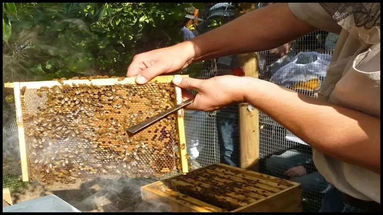 Haryana News: हरियाणा में शहद उत्पादन को भावांतर भरपाई योजना में शामिल, किसानों को मिलेगा न्यूनतम 90 रुपये प्रति किलोग्राम