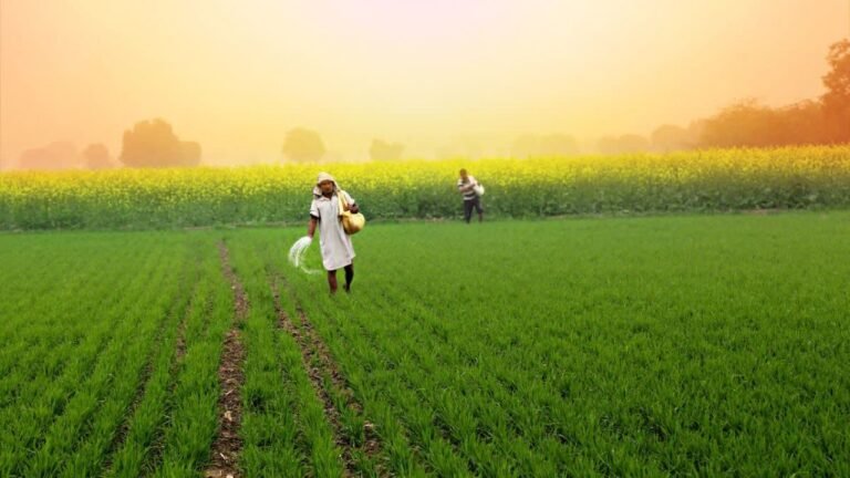 Haryana News: हरियाणा में खाद वितरण में बड़ा बदलाव, अब केवल यह काम करने के बाद ही मिलेगी खाद