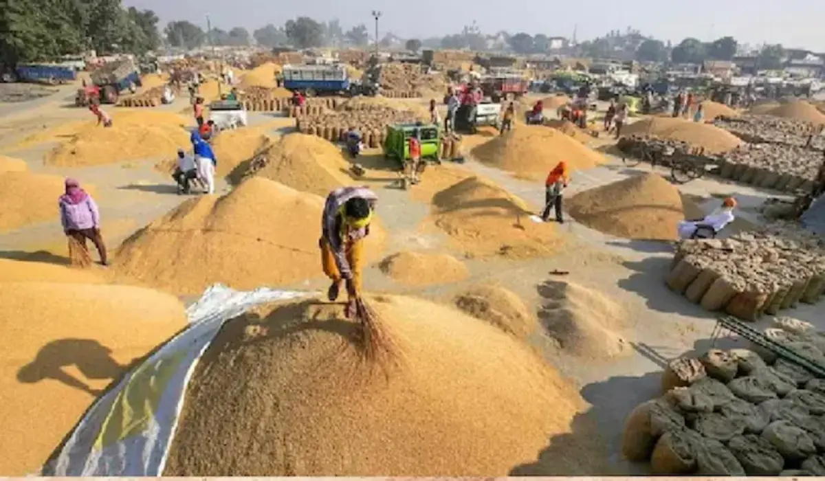 Haryana News: किसानों को राहत, हरियाणा मंडियों में धान की खरीद जारी, किसानों के खाते में इतने करोड़ रुपये सीधे ट्रांसफर