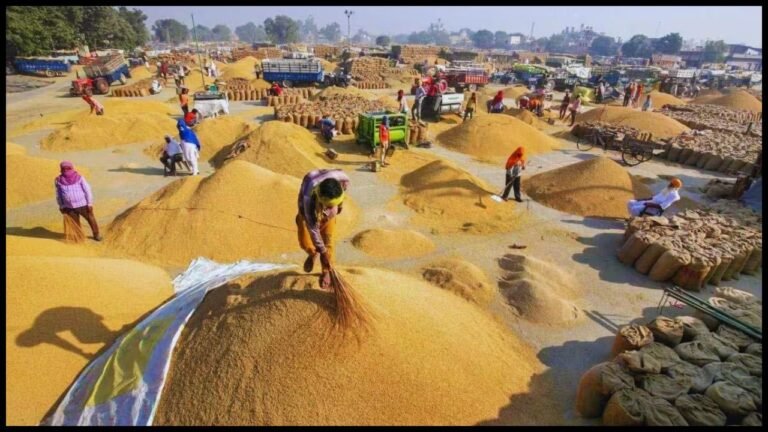 Haryana News: हरियाणा में MSP के तहत किसानों के बैंक खातों में 544 करोड़ रुपये ट्रांसफर, धान की खरीद में बढ़त