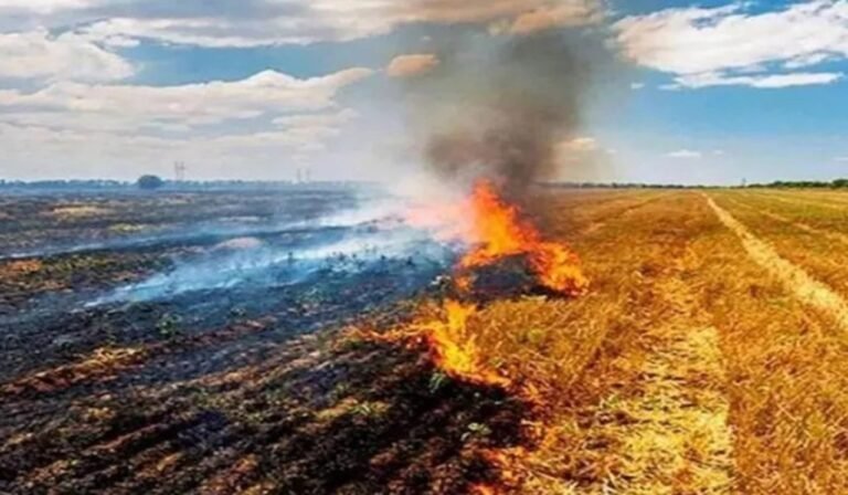 Agriculture News: पराली नहीं जलाने पर मिलेंगे 1200 रुपये, जलाई तो लगेगा 30 हजार रूपए जुर्माना, FIR भी होगी