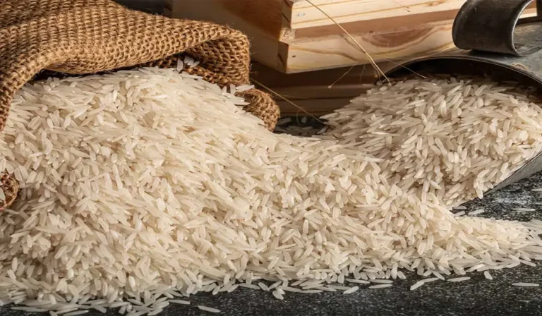 Haryana News: हरियाणा के खेतों में बासमती किसानों की चिंता, पैदावार घटी तो मंडियों में दाम भी गिरे