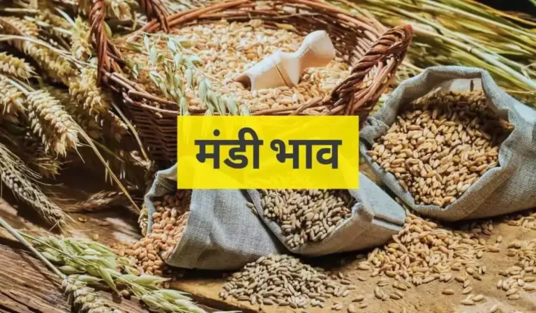 Sirsa Mandi Bhav: सिरसा मंडी में ताजा फसल भाव जारी, जानें कौन सी फसल हुई महंगी या सस्ती