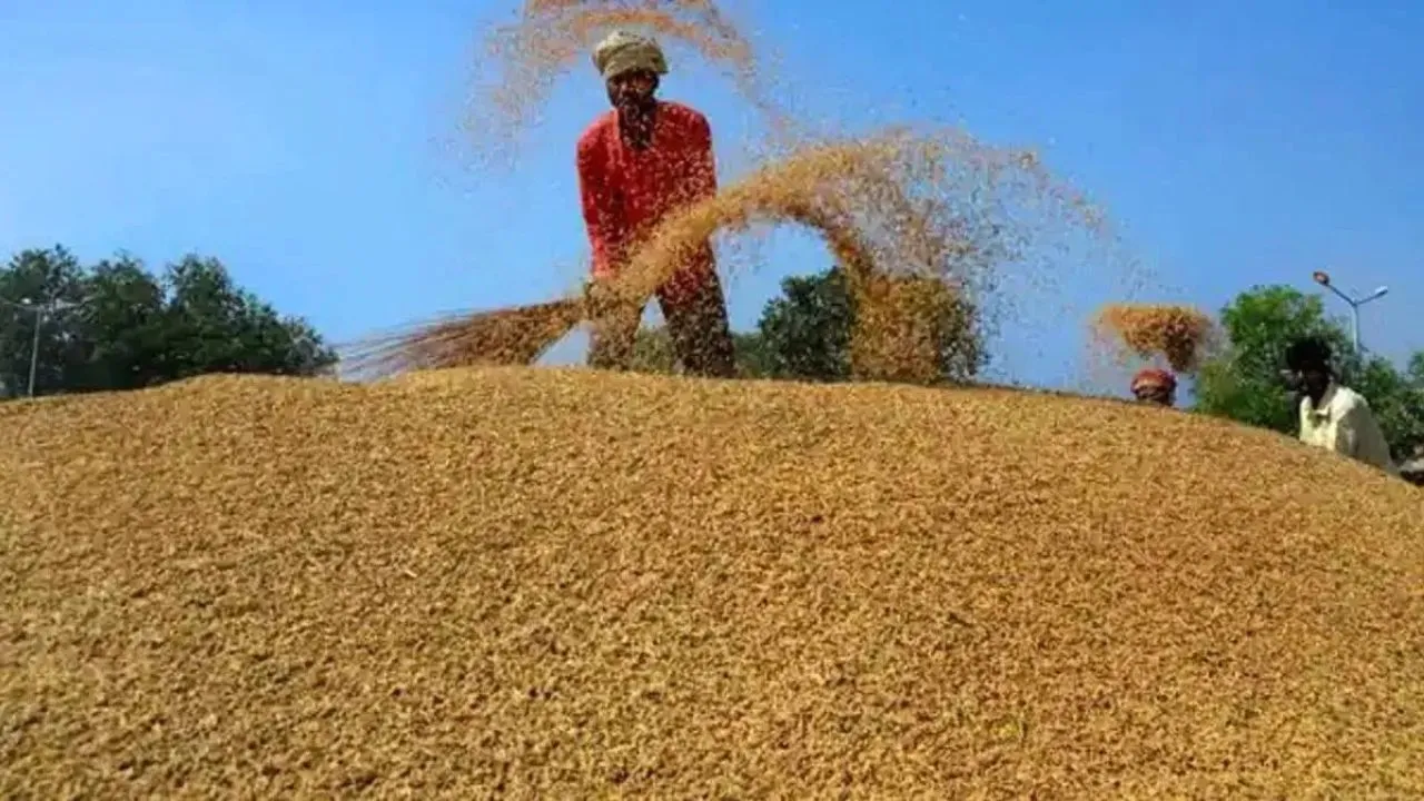 Haryana: सिरसा जिले की मंडियों में अब तक 3.47 लाख मीट्रिक टन धान की हुई खरीद