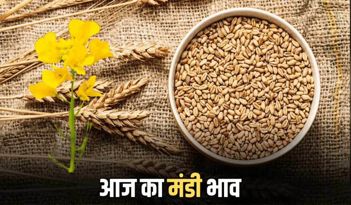 Sirsa Mandi Bhav: हरियाणा की सिरसा मंडी में ताजा फसल भाव अपडेट, जानिए बाजार में आज कौन-कौन सी फसल हुई महंगी