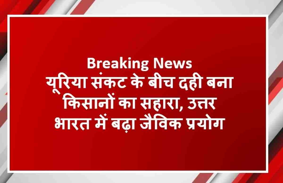 Breaking News: यूरिया संकट के बीच दही बना किसानों का सहारा, उत्तर भारत में बढ़ा जैविक प्रयोग