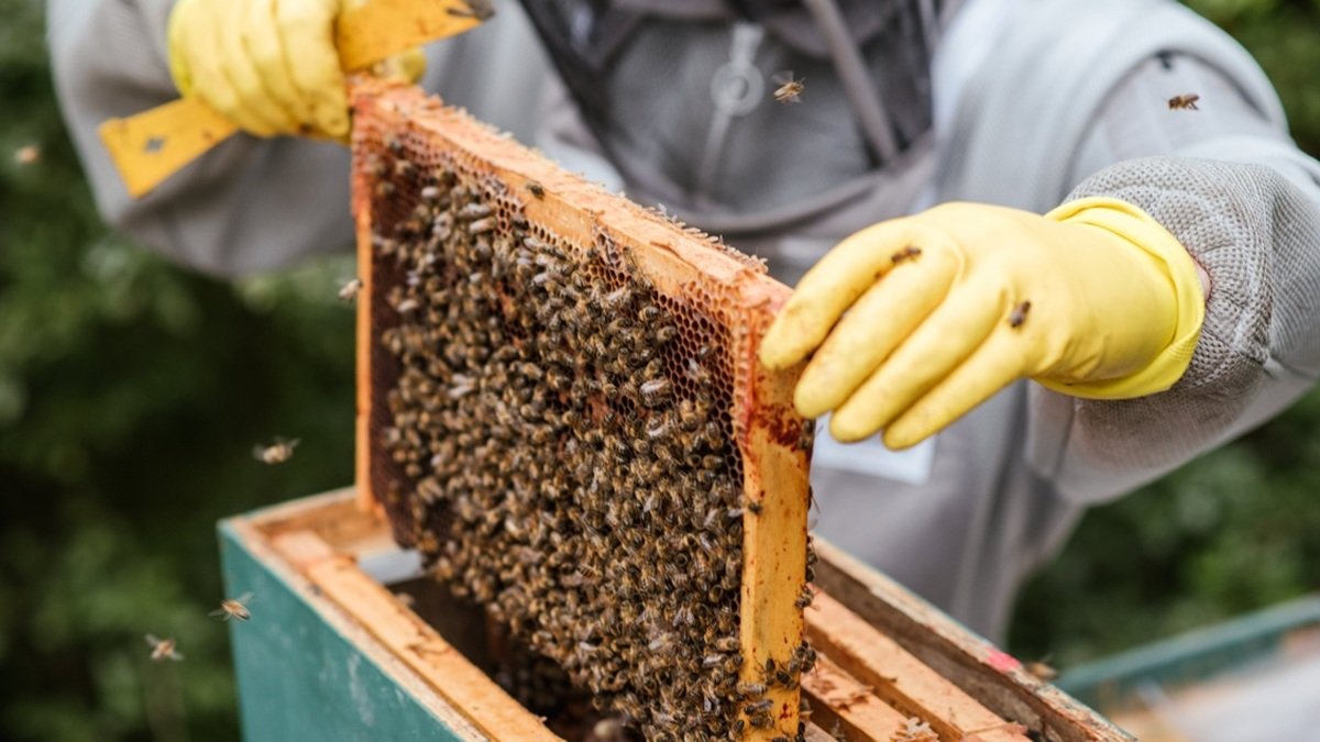 भावांतर भरपाई योजना से मधुमक्खी पालकों को मिलेगी आर्थिक सुरक्षा, जानिए कैसे
