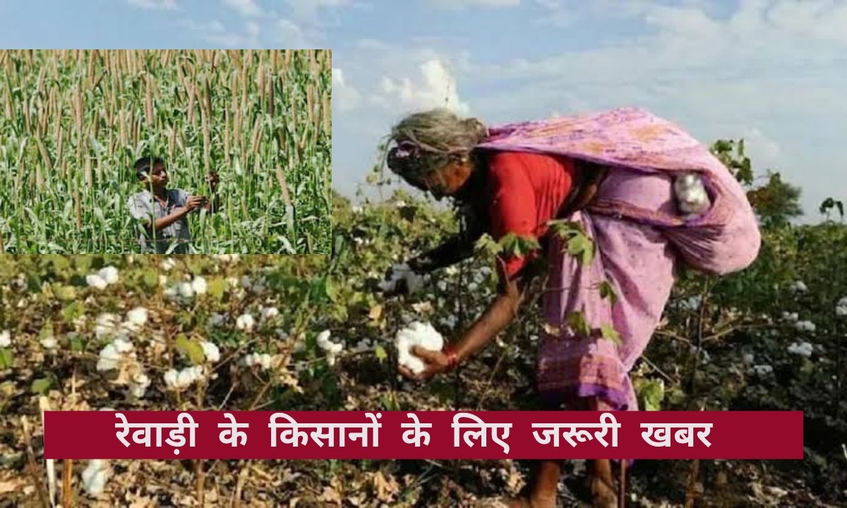 रेवाड़ी के किसानों के लिए बड़ा अलर्ट