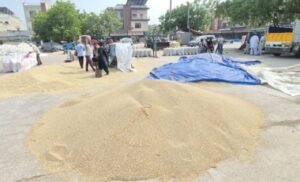 रेवाड़ी अनाज मंडी में बाजरा बेचने के शेड्यूल जारी
