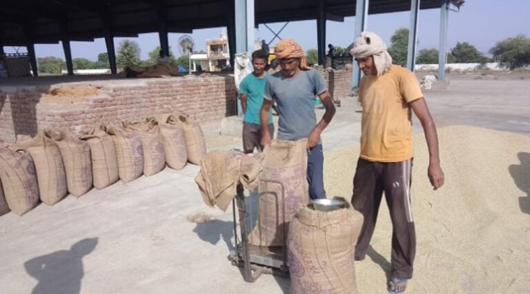 रेवाड़ी अनाज मंडी में बाजरा बेचने का शेड्यूल, आज इन गांवों का नंबर है
