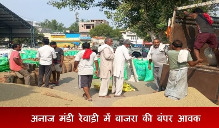 नई अनाज मंडी रेवाड़ी में बाजरा की बंपर आवक, उठान धीमी से लगा जाम, यहां पढ़ें बाजरा शेड्यूल