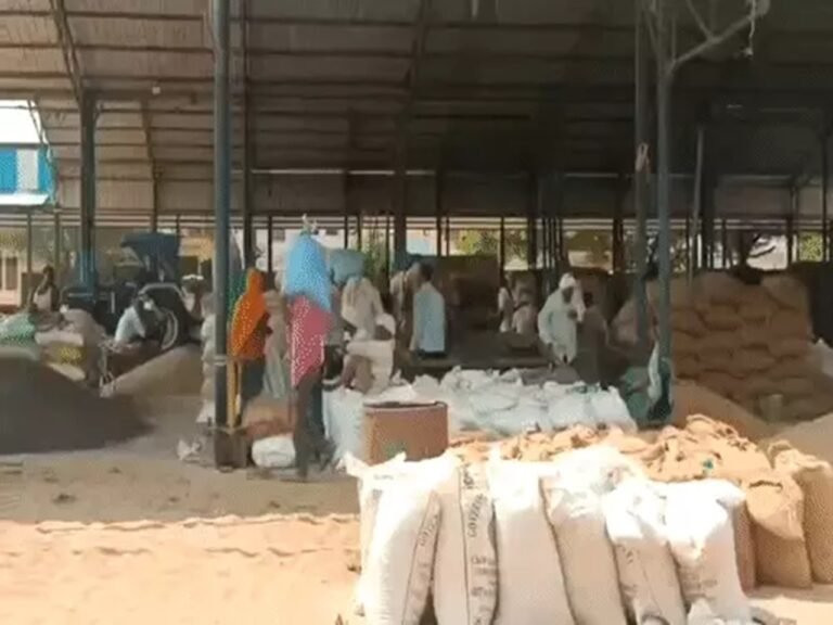 रेवाड़ी अनाज मंडी में 19 से 24 अक्टूबर तक फसल खरीद का शेड्यूल जारी, देखें गांववार सूची