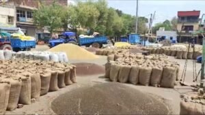 रेवाड़ी अनाज मंडी में बाजरा खरीद का शेड्यूल जारी: जानिए आपके गांव को कब है नंबर !