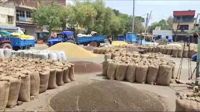 रेवाड़ी अनाज मंडी में बाजरा खरीद का शेड्यूल जारी: जानिए आपके गांव को कब है नंबर !
