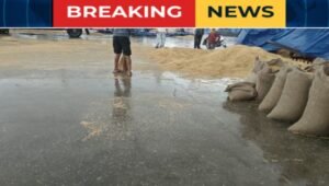 हरियाणा में मौसम बदला: प्रशासन के इंतजामों की खुली पोल ? अचानक बारिश से मंडियों में भीगा धान