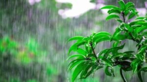 हरियाणा में 15 अक्टूबर तक होगी इन जिलों में बारिश, जाने मौसम अपडेट